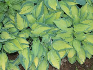 Funkia (Hosta) June zdjęcie 7